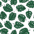 Line art doodle hand drawn black lined green monstera plant leaves as summer botanical seamless pattern on white background.Print fabric, cards, invitations