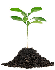 Young green plant in soil humus isolated on a white background. Young tree of citrus fruit.