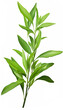  Fresh Herbal Plant Andrographis Paniculata Leaves Nature, for banner design , Generate AI