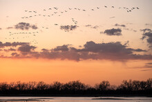 Sandhill Cranes (Grus Canadensis) Along The Platte River At Sunset; Crane Trust; Nebraska 