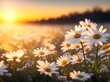 Beautiful daisy flowers and sunset time
