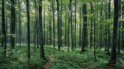 Poster - Lush green forest with tall trees. Ideal for nature backgrounds