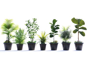 Wall Mural - A row of potted plants on a clean white surface. Ideal for interior design concepts