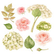 Set of watercolor hydrangea flowers and pink roses. All elements of the set are hand-drawn in watercolor and isolated