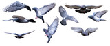 Fototapeta Storczyk - rock isolated nine flying doves