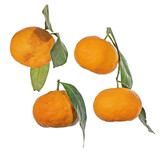 Fototapeta Las - four ripe orange tangerines with leaves set