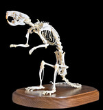 Fototapeta Las - rat skeleton on board isolated on black