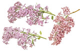 Fototapeta Sypialnia - red isolated beautiful blooms of three lilac branches