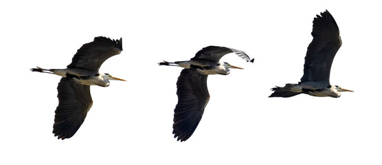 Wall Mural - three grey herons in flight isolated on white