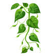 flat vector of green beans plant with spiral vine, white background