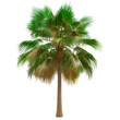 Palm isolated on a white or transparent background. Palm tree with green leaves close-up, front view. Graphic design element on the theme of nature and caring for trees.