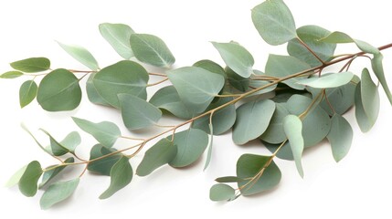 Eucalyptus on White Background: Isolated Leaves and Tree Branch for Close-up View of Nature's Greenery