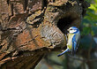 Blue Tit a small bird perched on tree trunk.