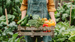 © romanets_v - Midsection of woman carrying crate with freshly harvested vegetables in garden