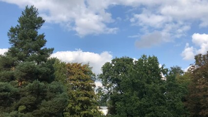 Poster - Timelapse shot of the light wind moving trees with clouds moving in the blue sky in the background