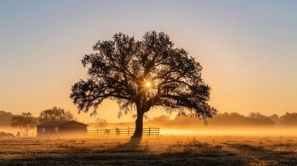 Poster -  A hazy meadow with a tree in focus and a barn faintly visible behind it, illuminated by the sun