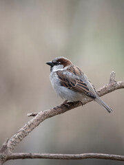 Sticker - House sparrow, Passer domesticus