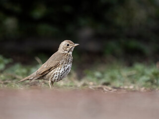 Sticker - Song thrush, Turdus philomelos