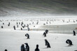 Gentoo penguins in Falkland Islands along the beach with ocean backdrop 