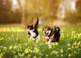 Fototapeta Dmuchawce - cute furry friends dog and cat running together through a green meadow on a sunny spring day