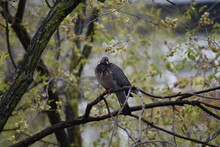 Pigeon Fed Up With So Many Days Of Rain