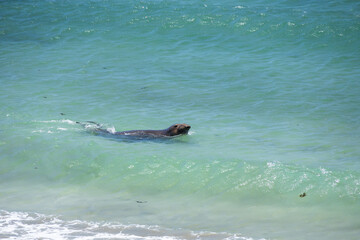 Elephant seal swimming in the ocean