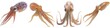 Set of squid isolated on transparent background