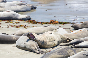 Elephant seals laying on a sand beach
