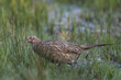 Pheasant, Phasianus colchicus, a very nice big bird, the female pheasant walks through the tall grass, it is gray in color, the male has very colorful feathers. A brown bird with dots on its feathers