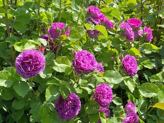 Wall Mural - Roses pink floribunda bush in rose garden