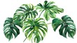 Exotic plants, palm leaves, monstera on an isolated white background, watercolor vector illustration ai generated  image