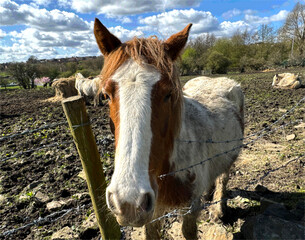 Wall Mural - A horse with a white and brown face gazes intently at the camera from behind a barbed wire fence. It's positioned in a field with scant greenery, muddied by recent rains. In the background, other anim