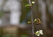 Biene auf einer Schlehenblüte