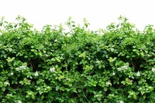 Large Dense Green Bushes With Small White Flowers Isolated On White, Garden Shrub Cutout