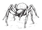 Fototapeta  - Spider insect sketch hand drawn in doodle style illustration