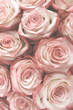 A close up of pink roses with a soft, romantic feel. The roses are arranged in a way that creates a sense of depth and texture, with some roses overlapping others. Scene is one of love and beauty