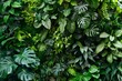 Lush green wall with assorted soft-leaved plants and large tropical houseplants, nature background