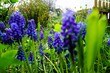 Blaue Traubenhyazinthen in Garten am Nachmittag im Frühling