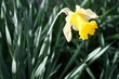 Gelb-weiße Narzisse im garten bei Sonne am Morgen im Frühling