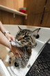 Bathing a Maine Coon Big Cat.