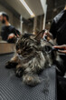 Combing a big Maine Coon cat.