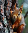 Beautiful squirrel on a tree in a forest
