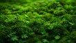 High quality wallpaper, nature, forest, moss in green fresh style, incredibly beautiful landscape