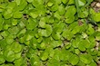 Carolina ponysfoot (Dichondra carolinensis) herbaceous subshrub ground cover plant, green leaves, garden weeds lawncare concept.