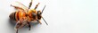 Bee macro isolated on a white background. Detailed bee. Concept of close up insect, entomology studies, and nature's intricacy. Banner. Copy space