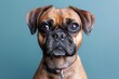 Fawn Boxer dog with wrinkled snout staring at camera against blue backdrop