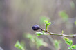 Blackthorn fruit