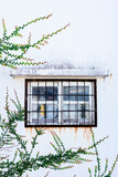 Fototapeta Dmuchawce - 蔦と窓