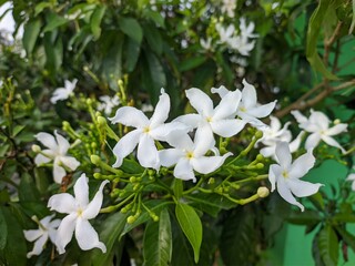 Wall Mural - Mondokaki Flower (Tabernaemontana Divaricata) in the morning