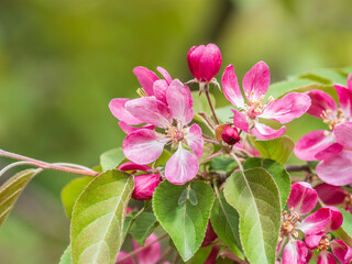 Fresh pink flowers of a blossoming apple tree with blured background